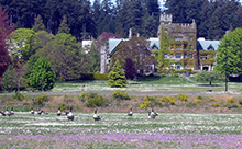 hatleycastle-geese
