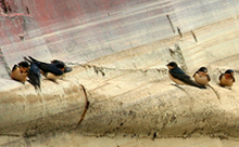 barnswallows 220x136 hh