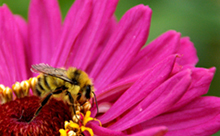 honeybee 220x136 hh