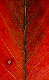 leafchange03 166x268 tall