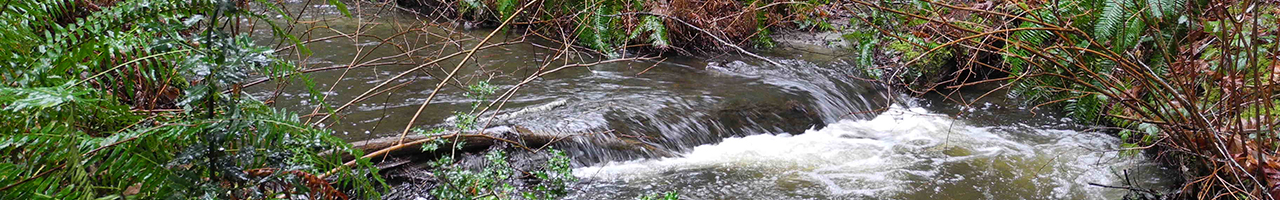 Watershed Basics: Water Flows