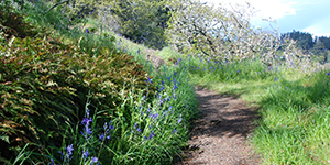 Camas flowers beside a hiking trail